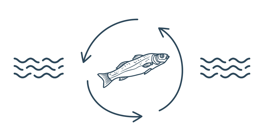 Sustainable Seafood: How Ideal Fish is Leading the Way in Fish Farming Innovation
